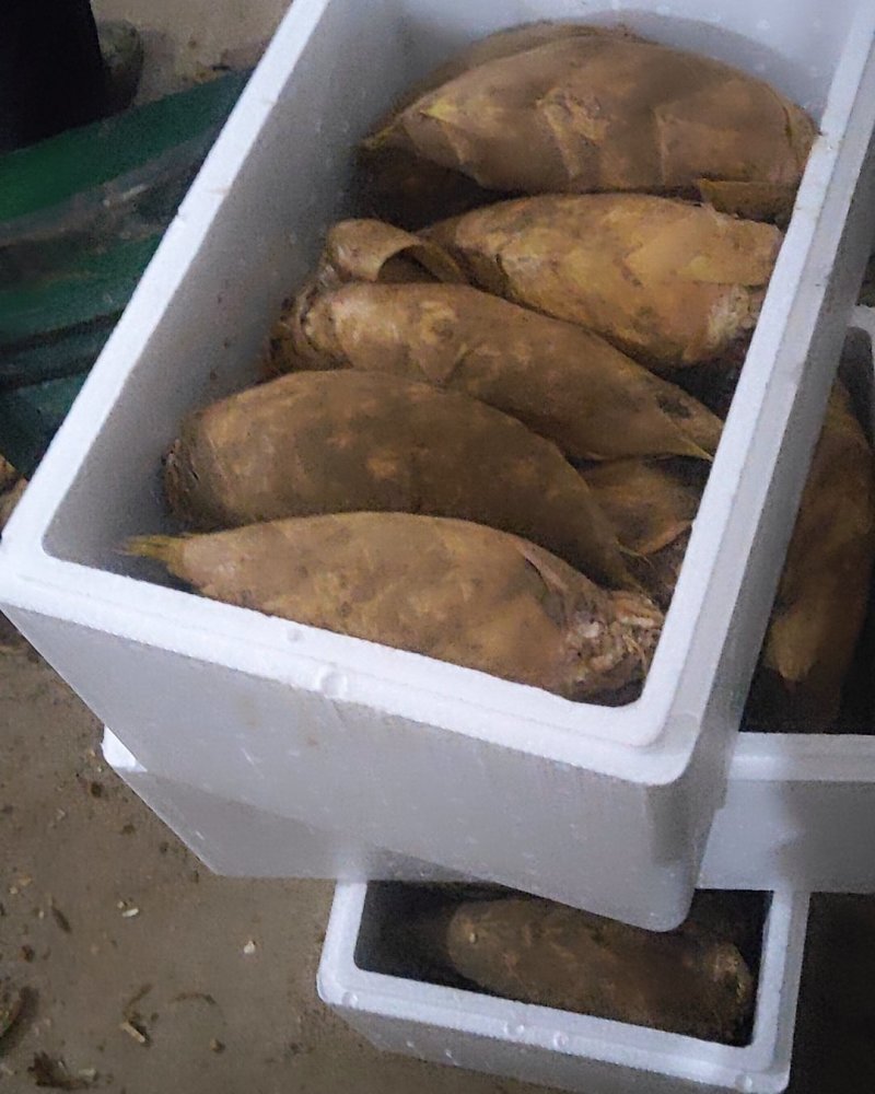 永福精品冬笋支持一件代发品质保证欢迎来电洽谈合作