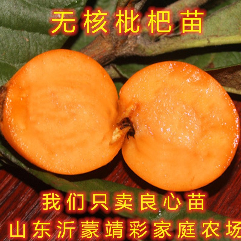 红五星枇杷苗南北方种植枇杷树苗包品种包结果红枇杷苗