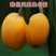 红五星枇杷苗南北方种植枇杷树苗包品种包结果红枇杷苗