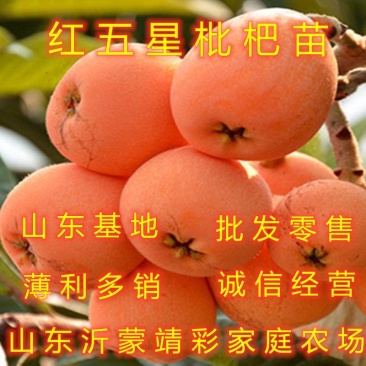 红五星枇杷苗南北方种植枇杷树苗包品种包结果红枇杷苗