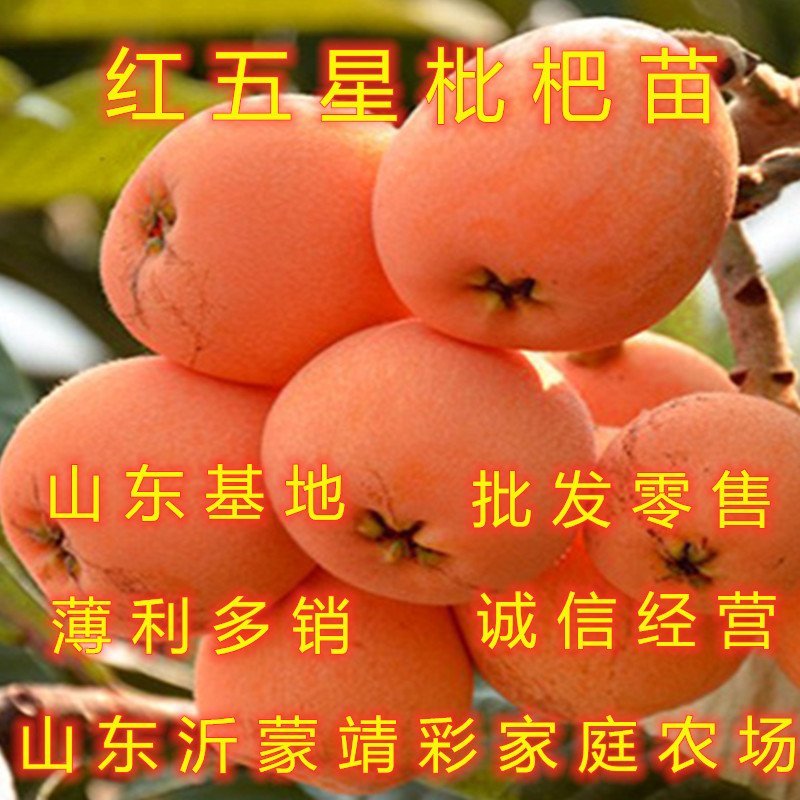 红五星枇杷苗南北方种植枇杷树苗包品种包结果红枇杷苗