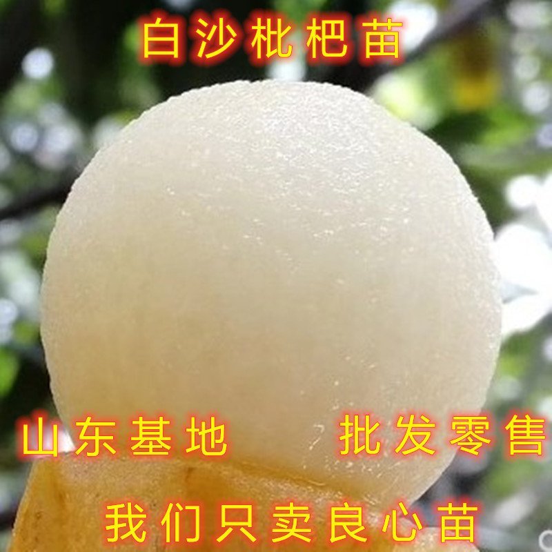红五星枇杷苗南北方种植枇杷树苗包品种包结果红枇杷苗