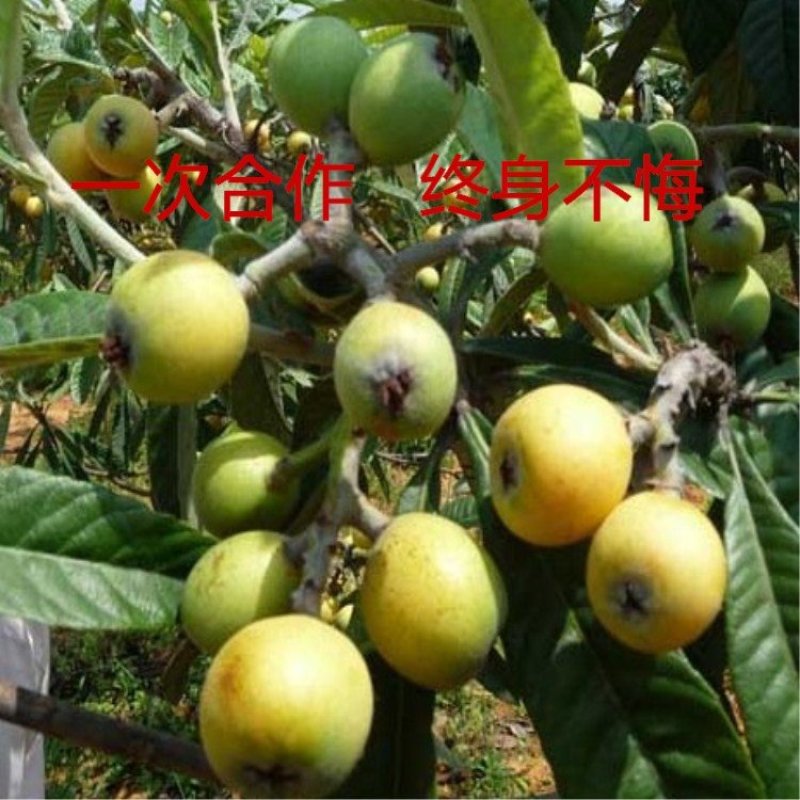 红五星枇杷苗南北方种植枇杷树苗包品种包结果红枇杷苗