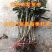 红五星枇杷苗南北方种植枇杷树苗包品种包结果红枇杷苗