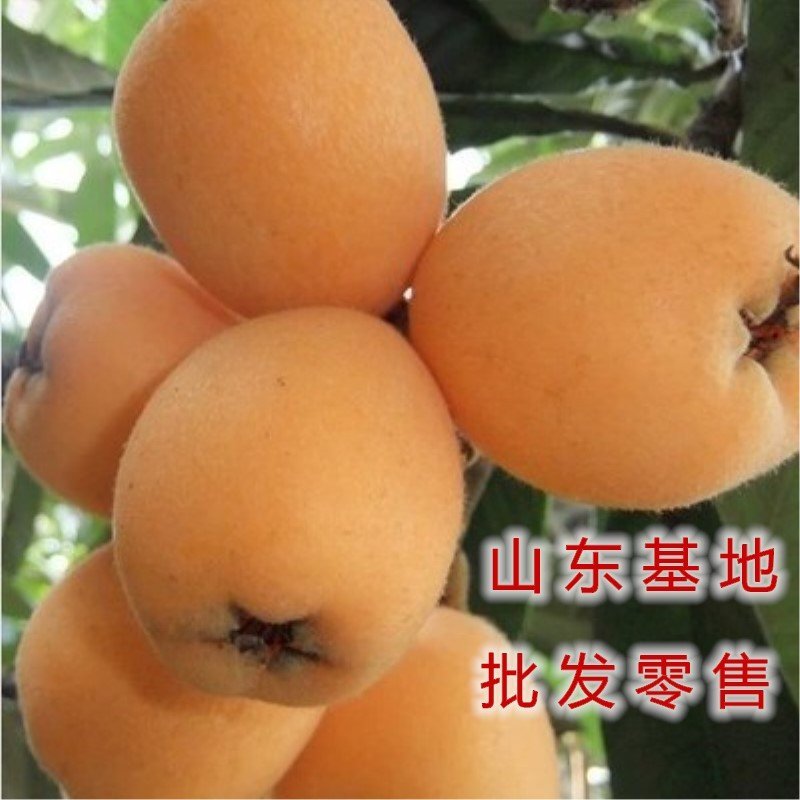 红五星枇杷苗南北方种植枇杷树苗包品种包结果红枇杷苗