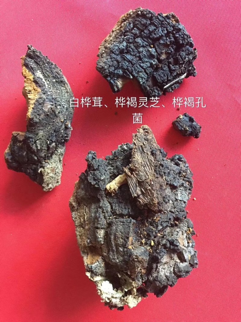 包邮白桦茸（桦树黄，桦褐孔菌）200克一袋精选货