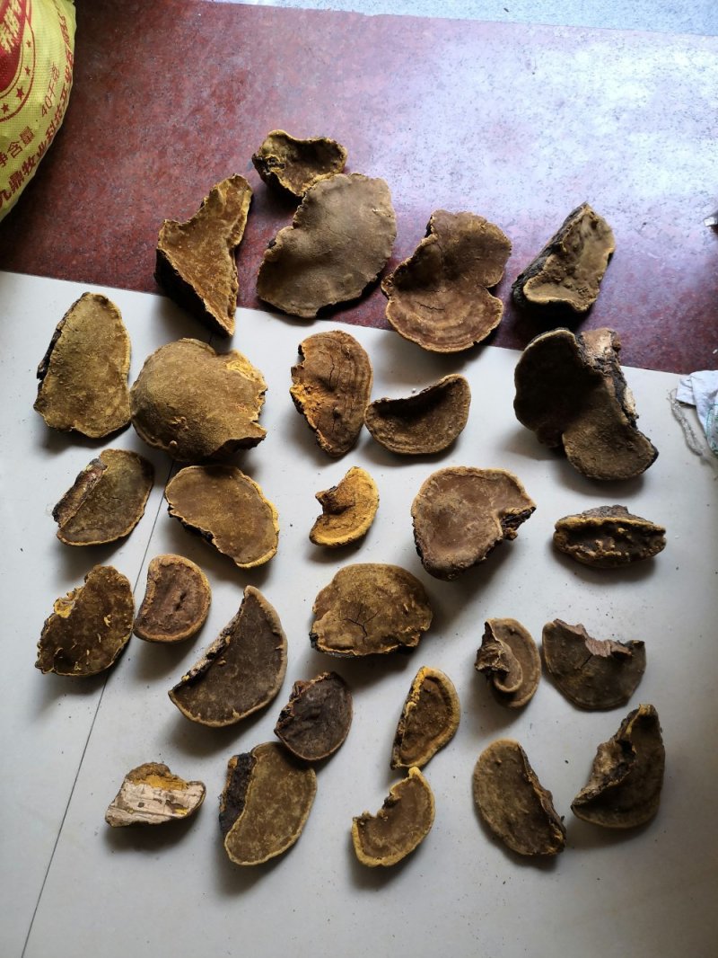 包邮神农架桑树桑黄纯野生新货颜色金黄保证质量