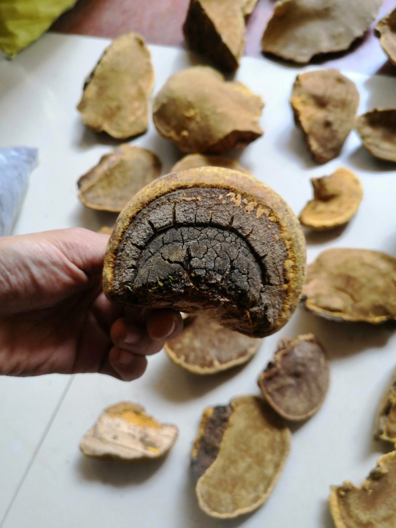 包邮神农架桑树桑黄纯野生新货颜色金黄保证质量