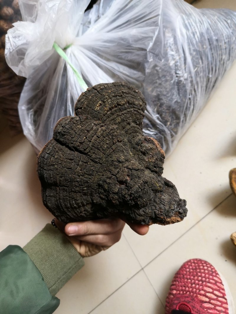包邮神农架桑树桑黄纯野生新货颜色金黄保证质量