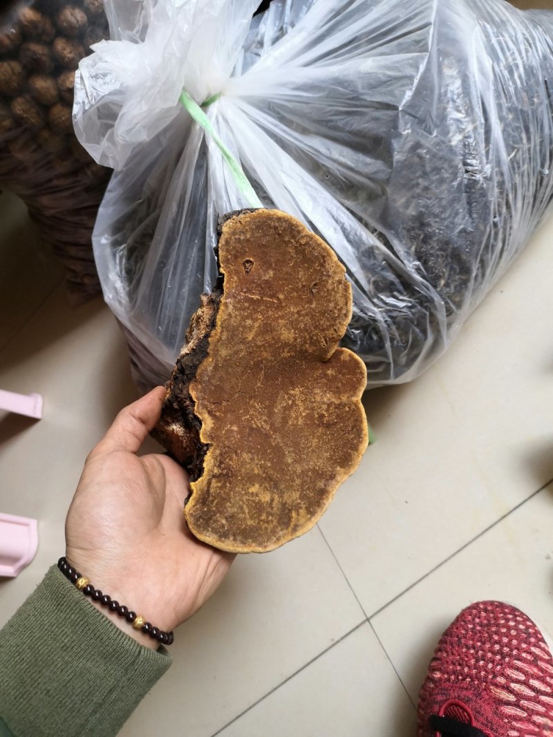 包邮神农架桑树桑黄纯野生新货颜色金黄保证质量