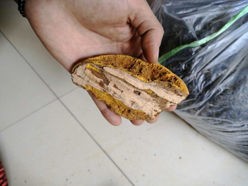 包邮神农架桑树桑黄纯野生新货颜色金黄保证质量