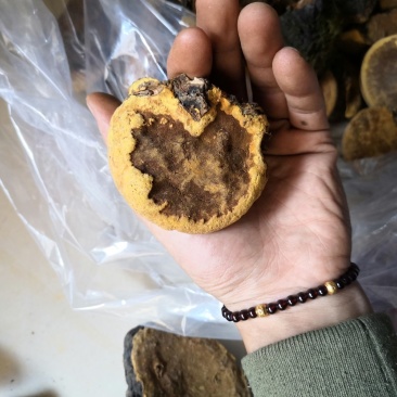 包邮神农架桑树桑黄纯野生新货颜色金黄保证质量