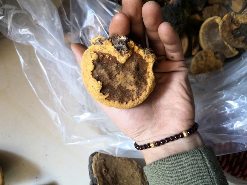 包邮神农架桑树桑黄纯野生新货颜色金黄保证质量