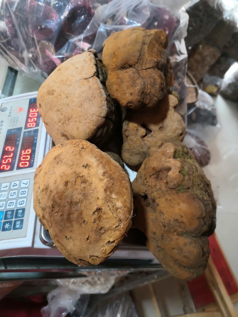 马蹄桑黄专业批发桑黄十五年坚持做纯野生品质好货