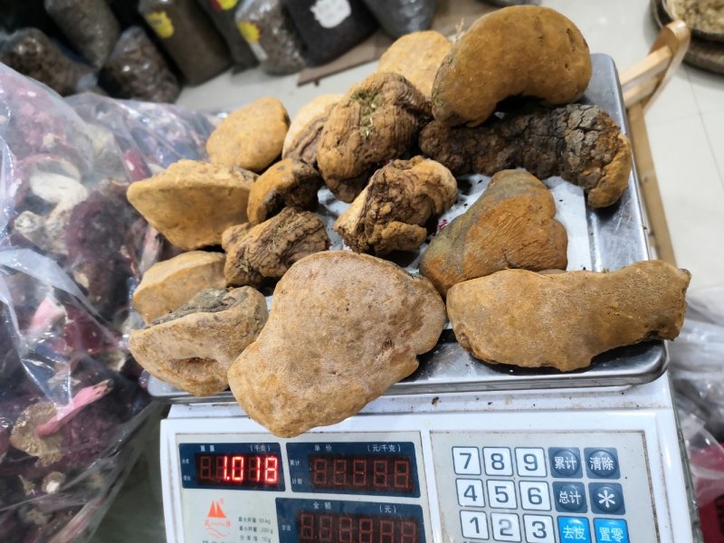 马蹄桑黄专业批发桑黄十五年坚持做纯野生品质好货