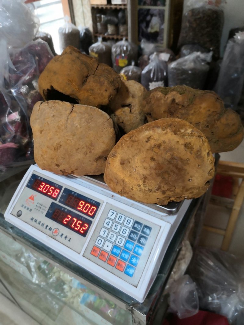 马蹄桑黄专业批发桑黄十五年坚持做纯野生品质好货