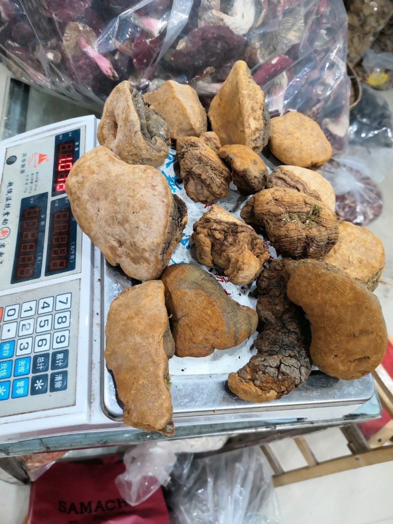 马蹄桑黄专业批发桑黄十五年坚持做纯野生品质好货