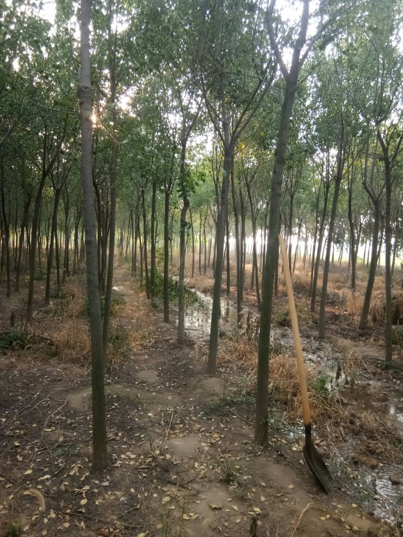 丝棉木