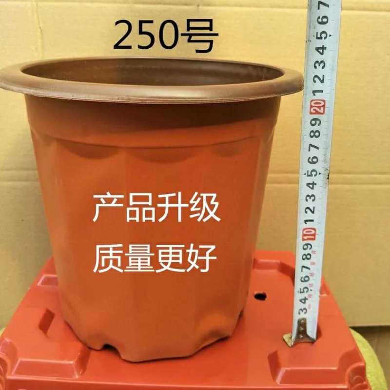 双色盆一次性花盆育苗盆营养钵简易特大号花盆育苗双色花盆种