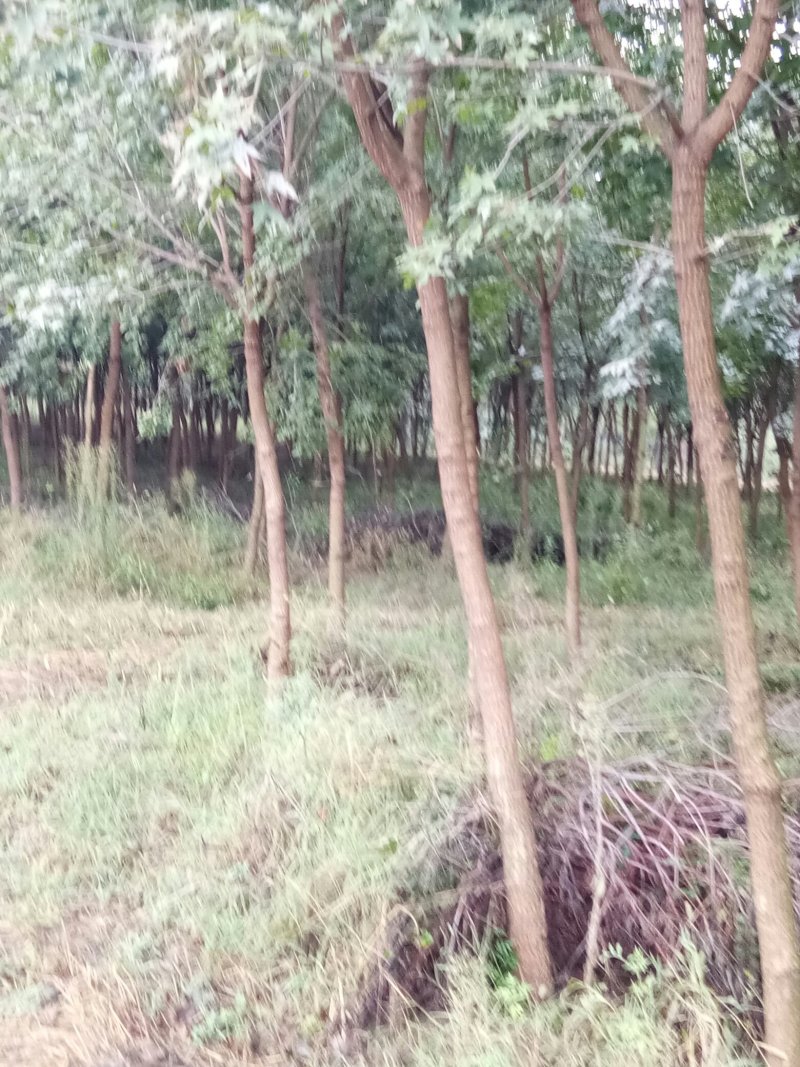 五角枫
