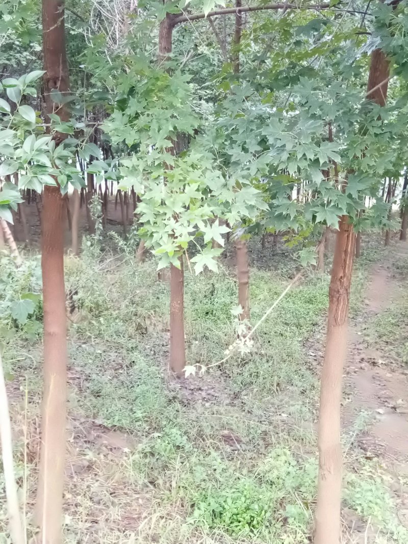 五角枫
