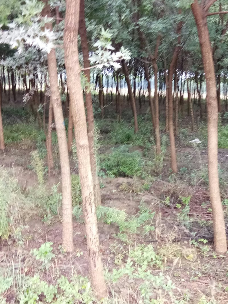 五角枫