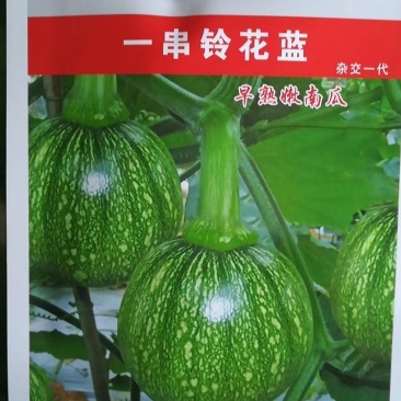 一串铃花蓝南瓜种子早熟主侧蔓均能结瓜