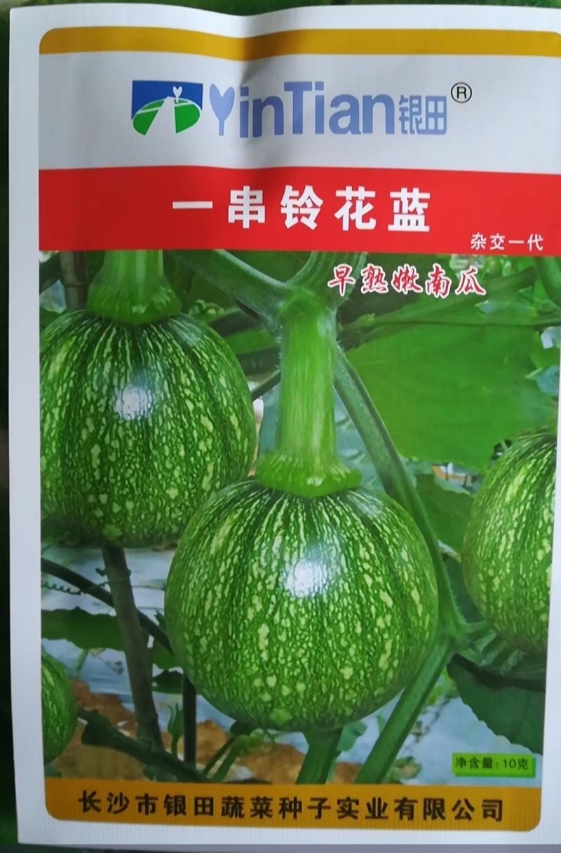 一串铃花蓝南瓜种子早熟主侧蔓均能结瓜
