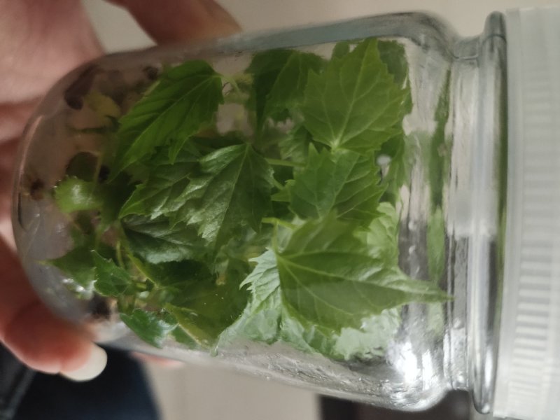 楸树组培精品金丝楸耐寒抗旱耐涝耐盐碱金丝楸树