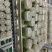 楸树组培精品金丝楸耐寒抗旱耐涝耐盐碱金丝楸树