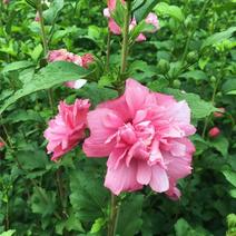 粉色木槿花树苗重瓣食用当年开花粉花木槿苗庭院阳台盆栽地栽