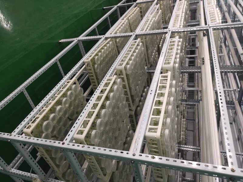 楸树组培精品金丝楸耐寒抗旱耐涝耐盐碱金丝楸树