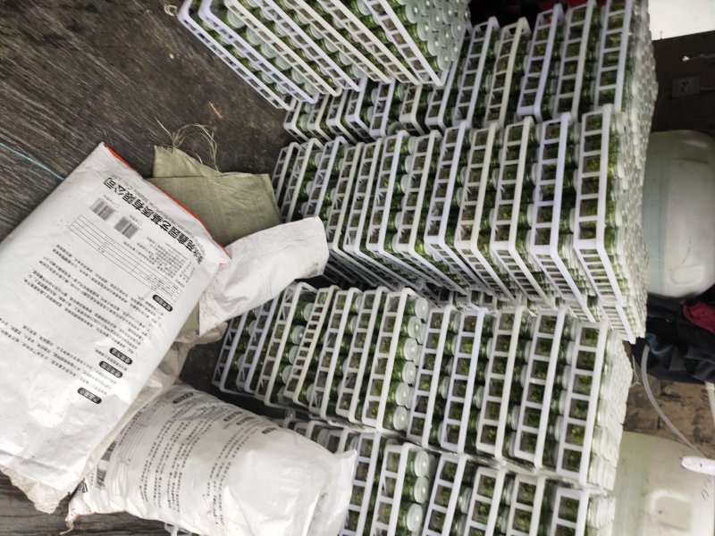 楸树组培精品金丝楸耐寒抗旱耐涝耐盐碱金丝楸树