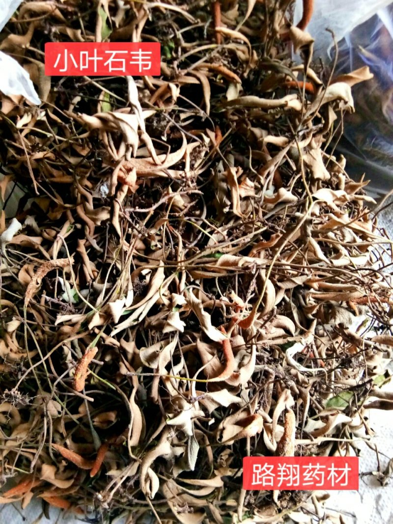 西南小叶石韦药典含量一手货源