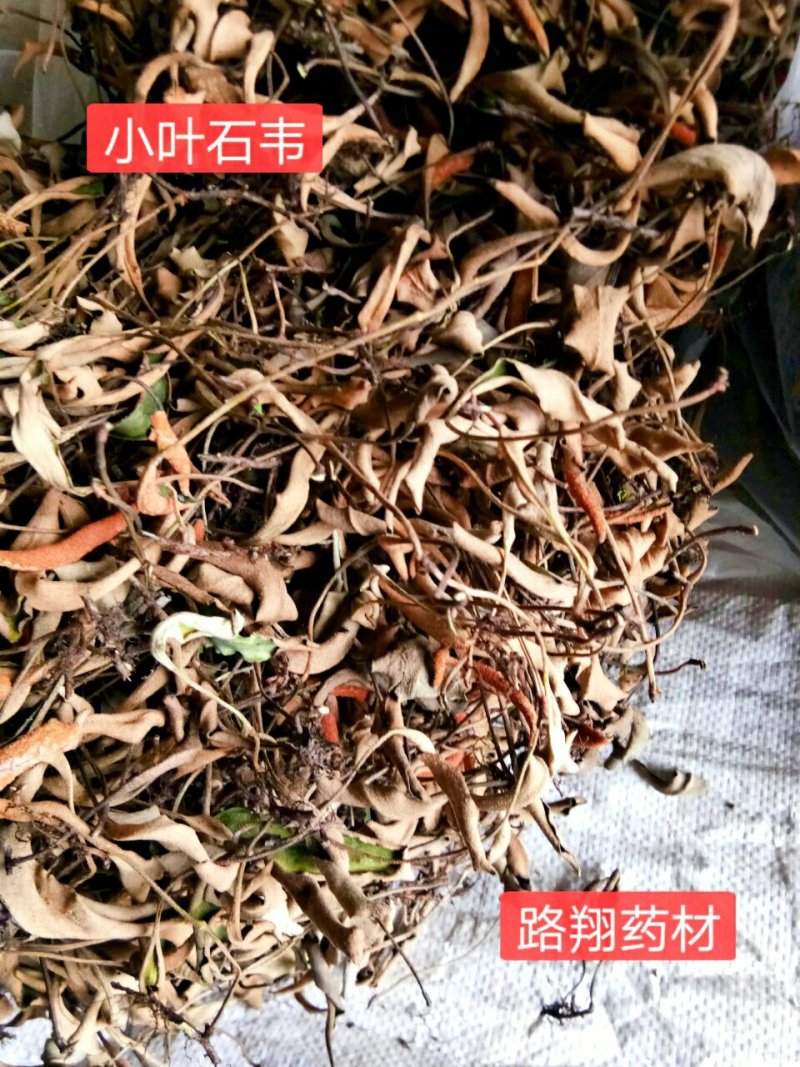 西南小叶石韦药典含量一手货源