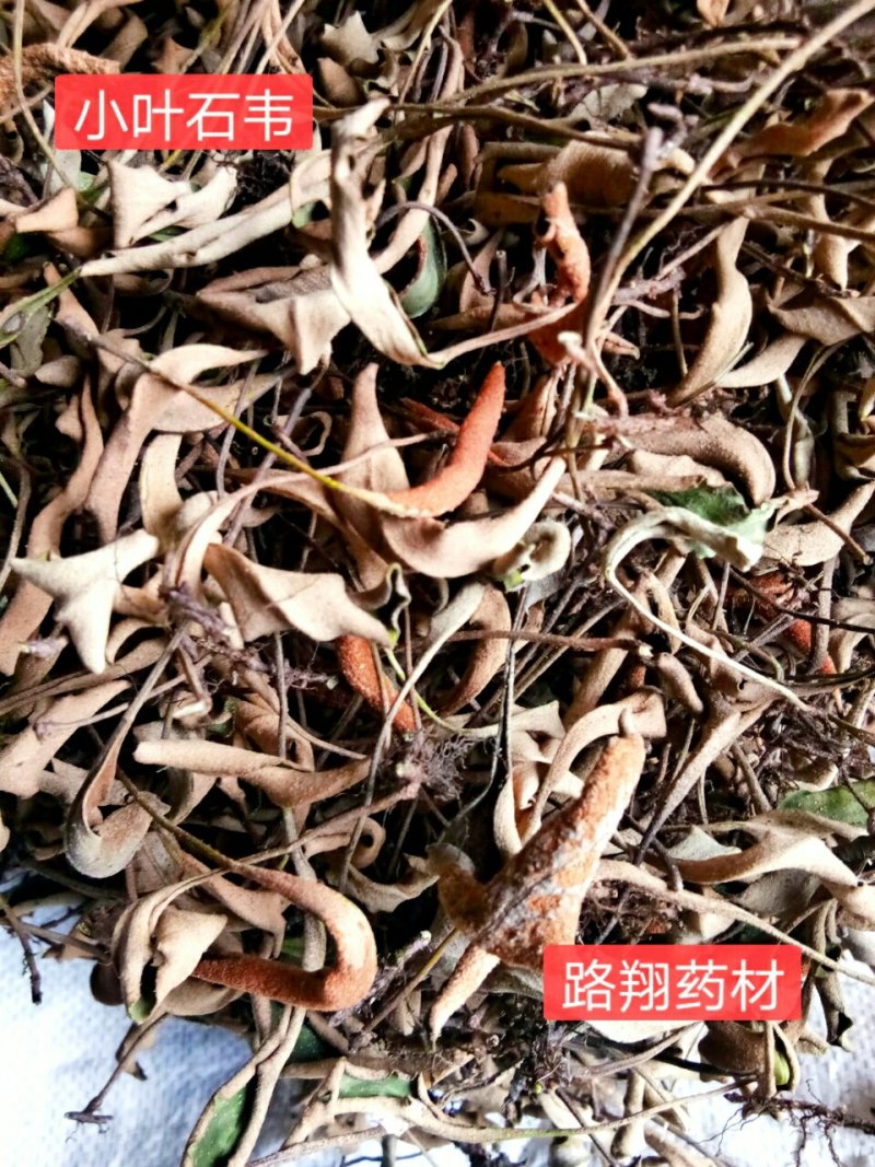 西南小叶石韦药典含量一手货源