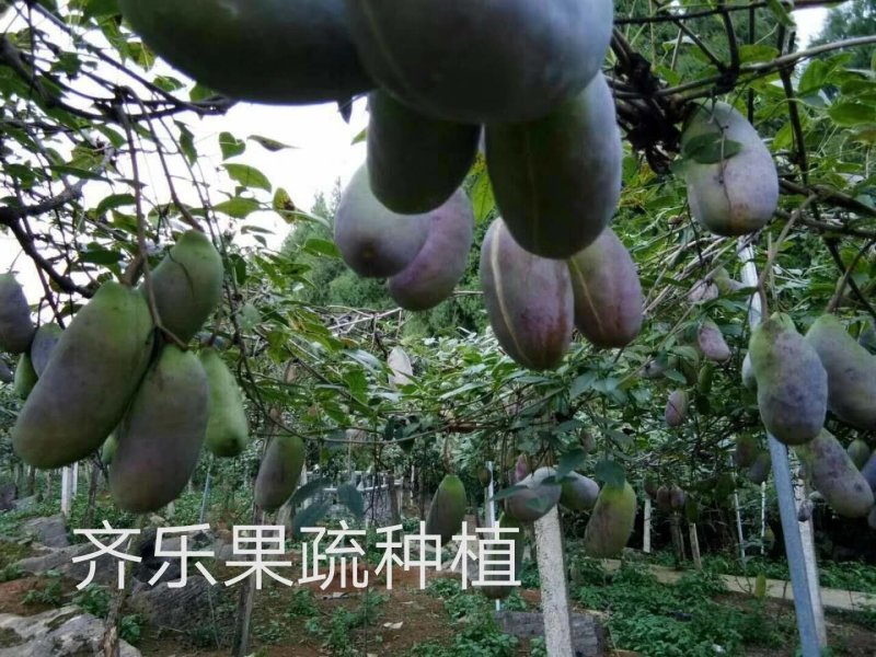 新一代特色水果八月瓜鲜果批发