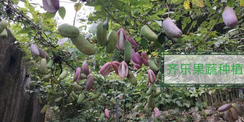 新一代特色水果八月瓜鲜果批发