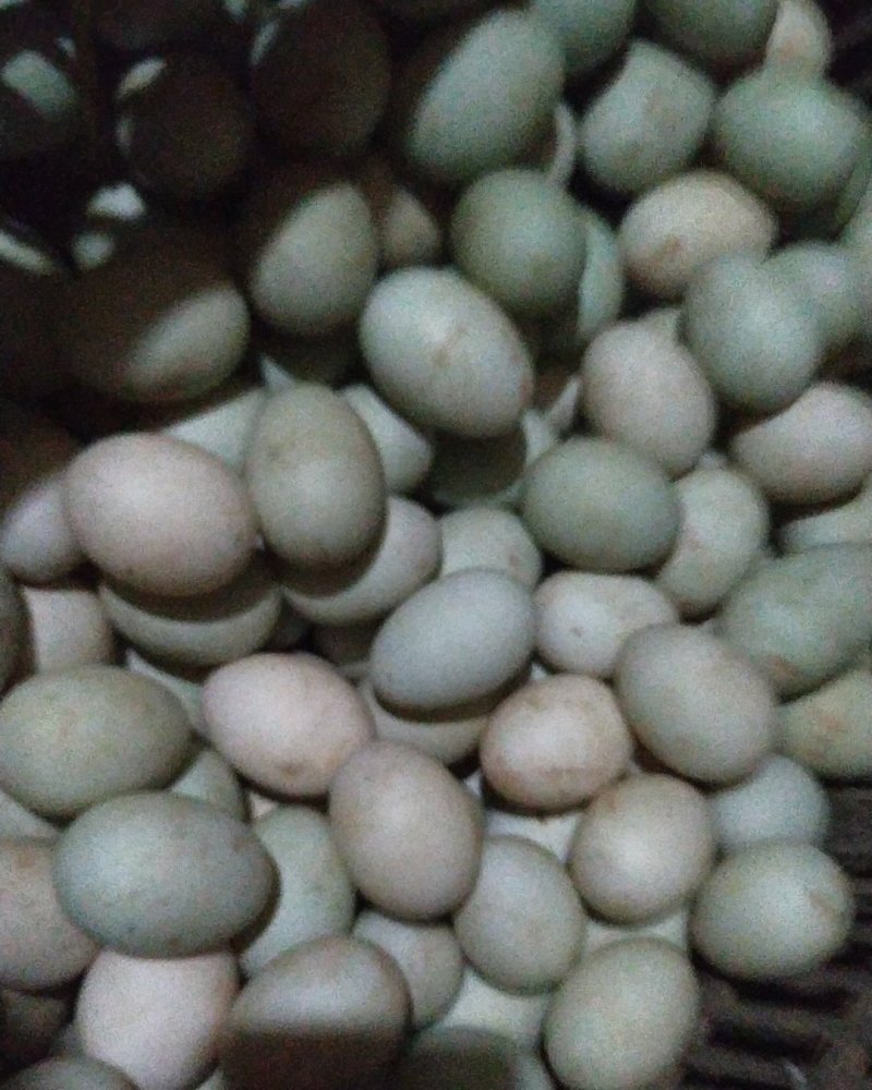 自家土养鸭产蛋新鲜出炉
