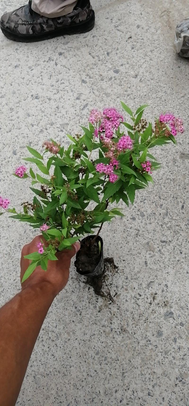 粉花绣线菊基地直销