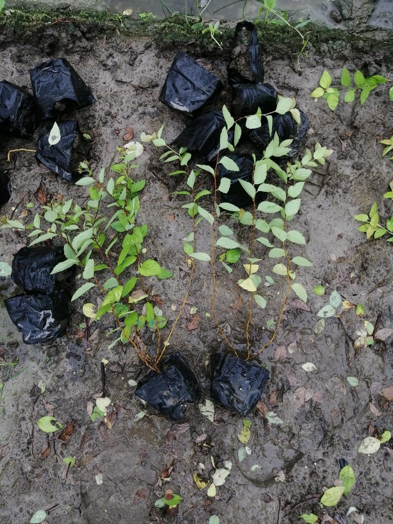 粉花绣线菊基地直销