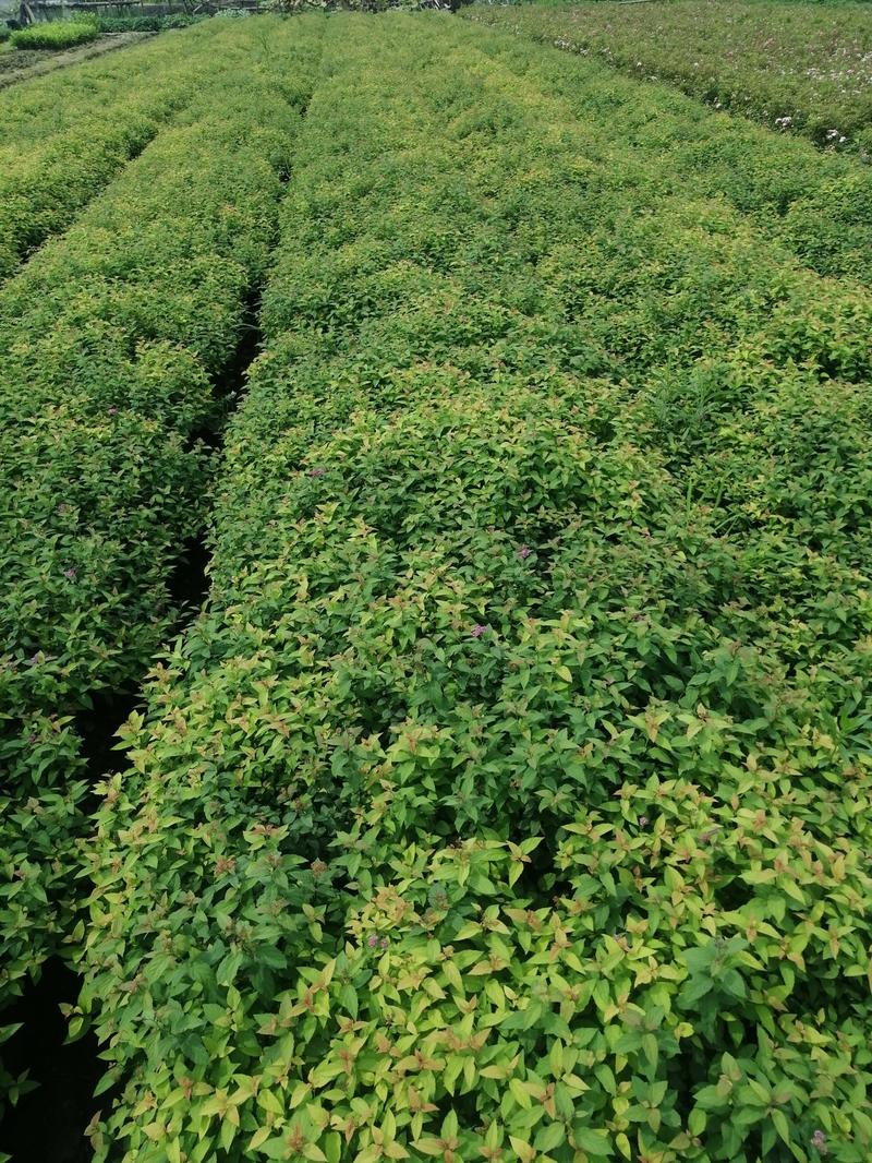 粉花绣线菊基地直销