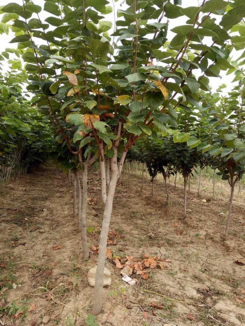 基地紫荆苗绿化效果强，观赏价值高