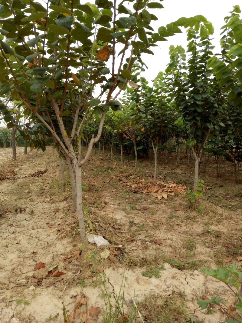 基地紫荆苗绿化效果强，观赏价值高