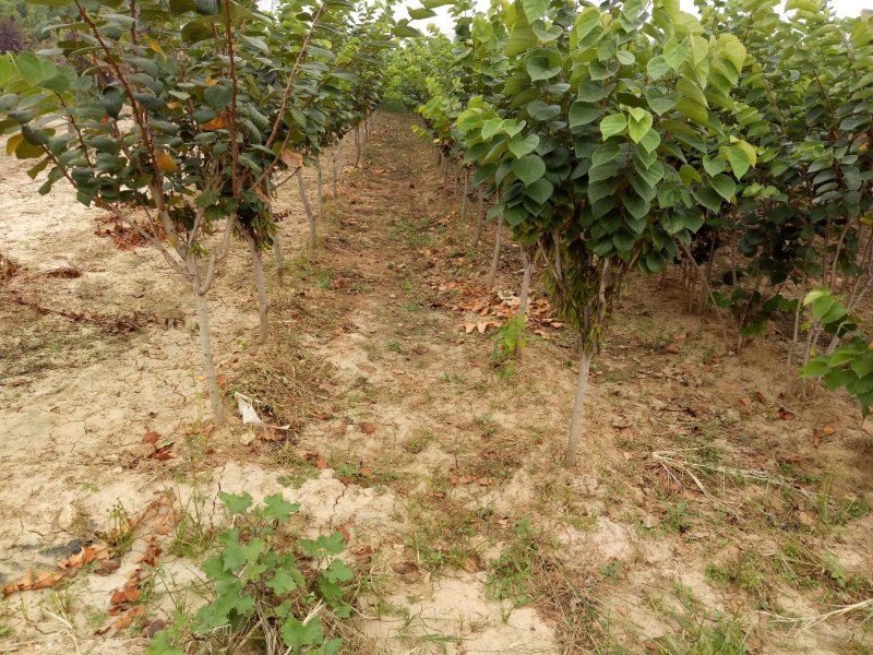 基地紫荆苗绿化效果强，观赏价值高