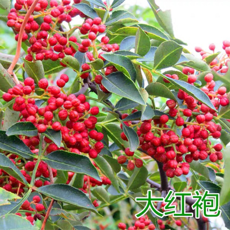 高品质花椒树苗高产花椒树当年结果大红袍花椒四川麻椒产地直