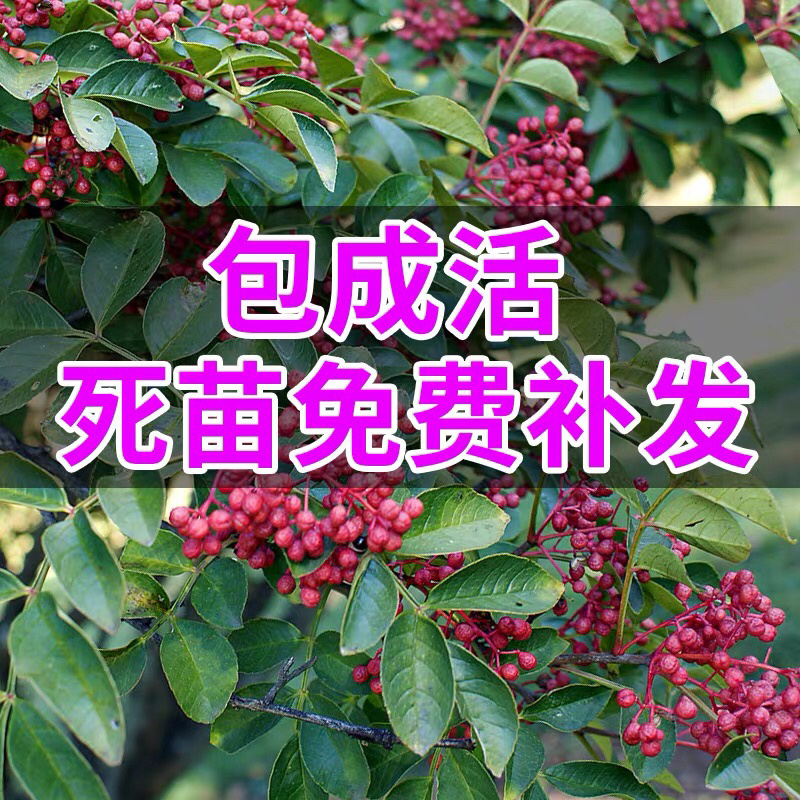 高品质花椒树苗高产花椒树当年结果大红袍花椒四川麻椒产地直