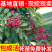 高品质花椒树苗高产花椒树当年结果大红袍花椒四川麻椒产地直