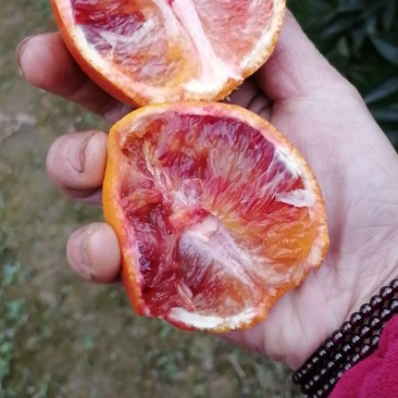 塔罗科血橙