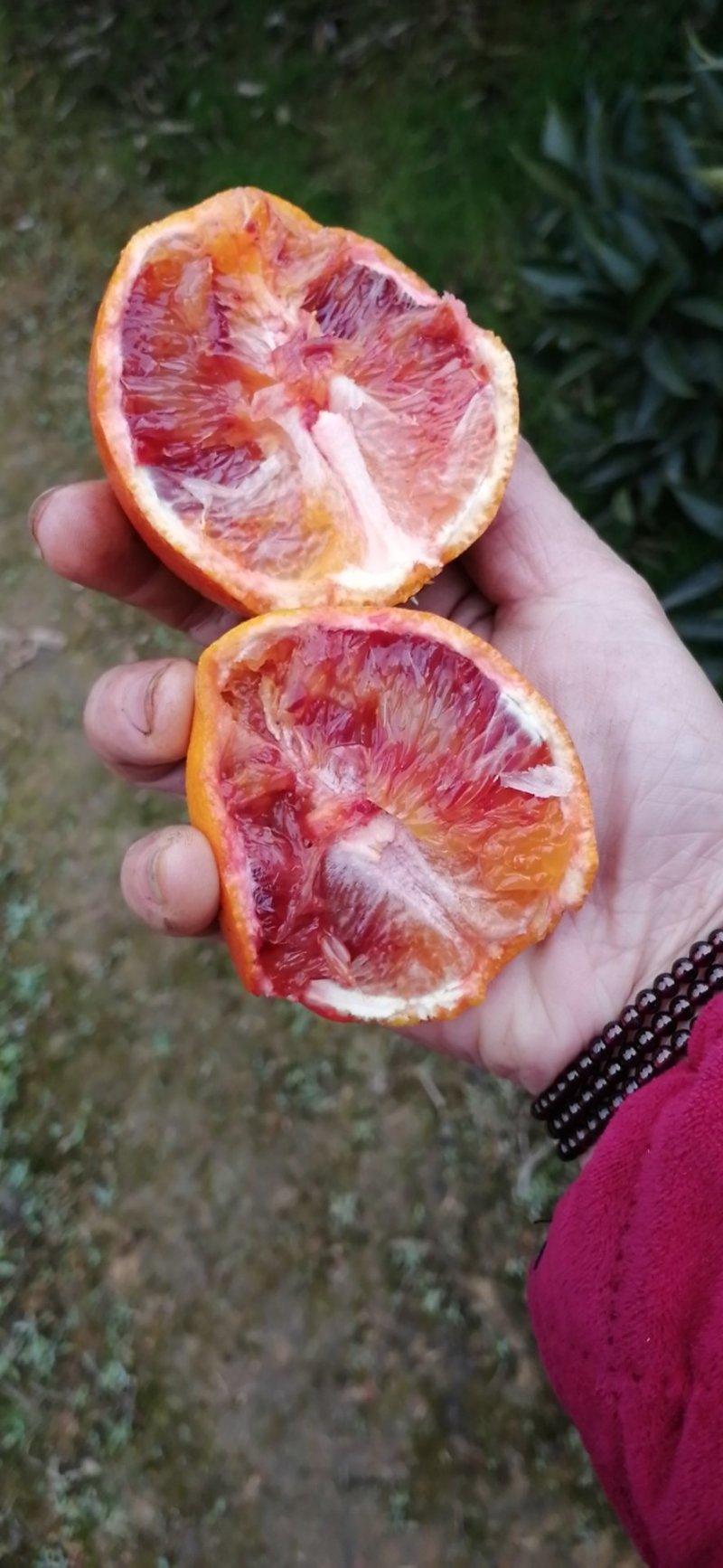 塔罗科血橙